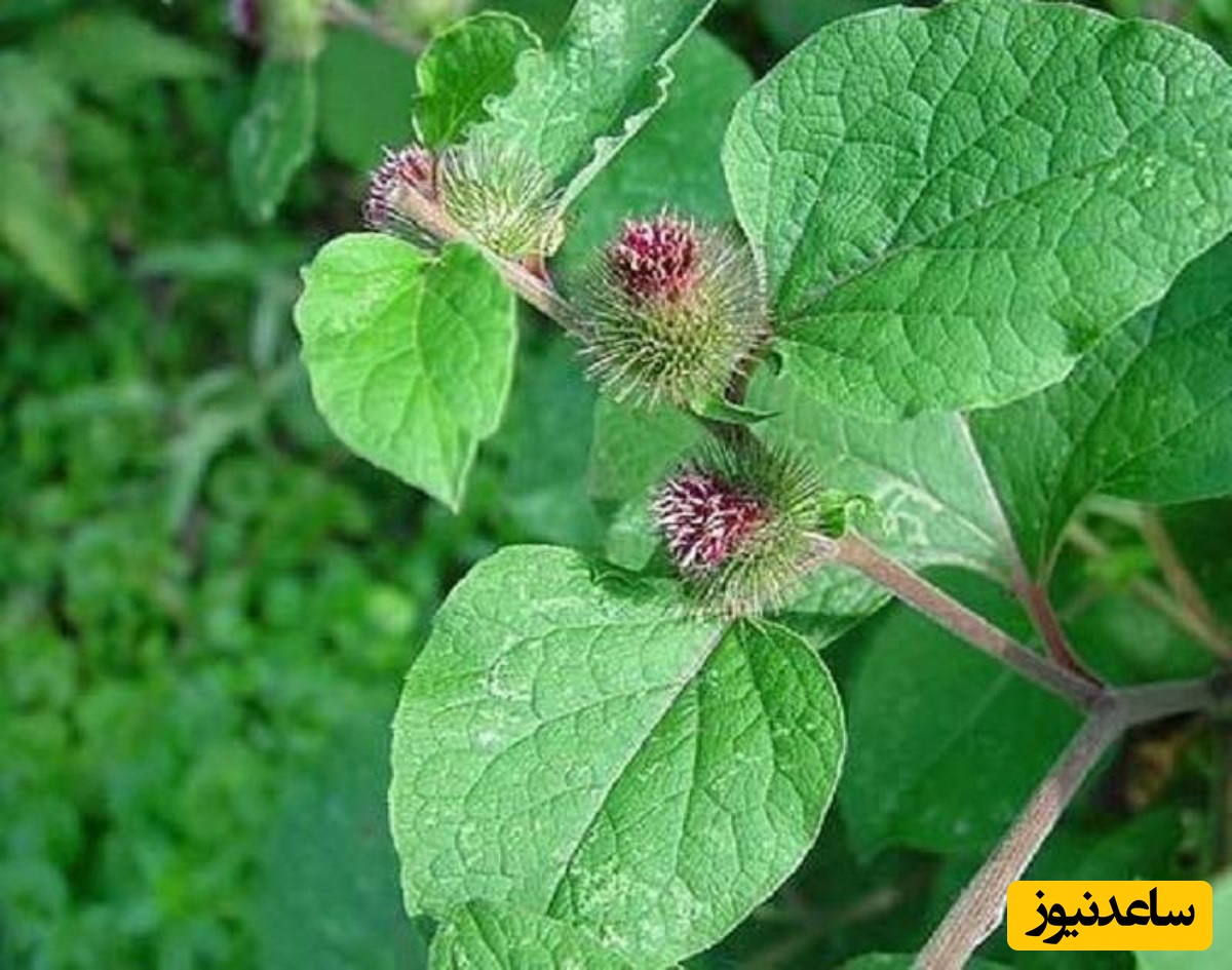 گیاه بابا آدم