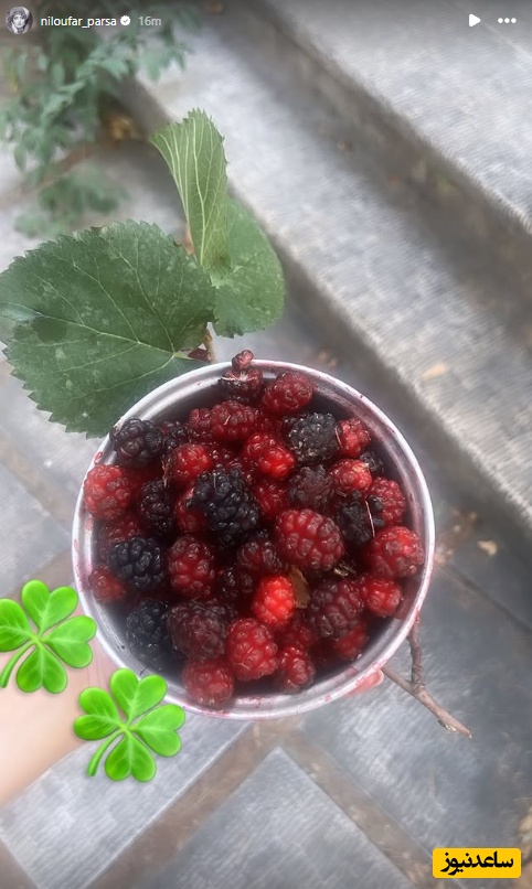 محصولات باغچه نیلوفر پارسا
