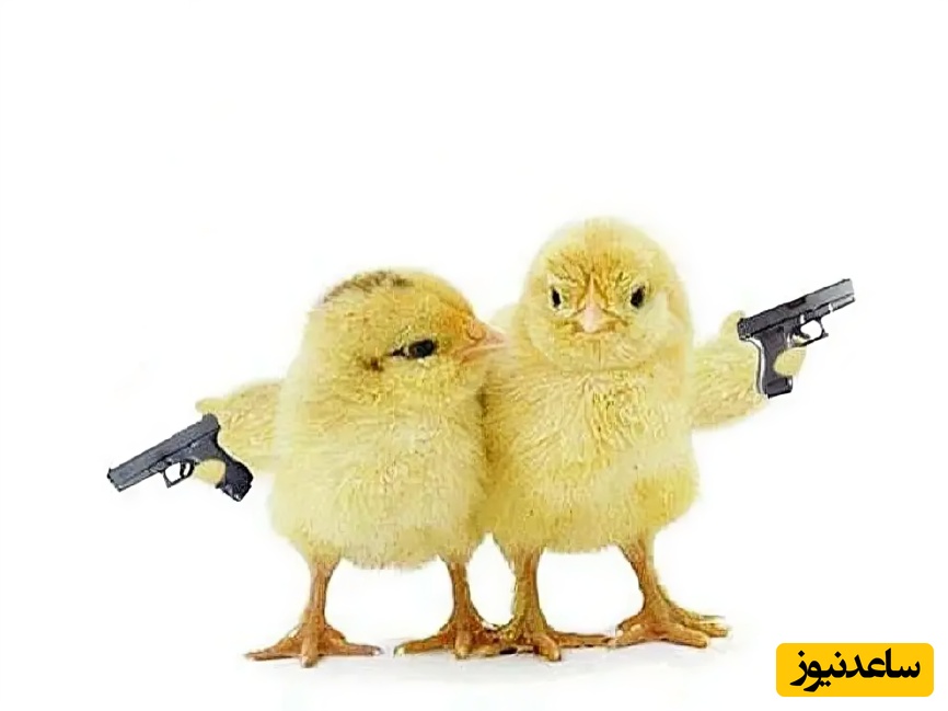 اگر چشم‌های تیزبینی نداری اینجا کلیک نکن! / اگه بتونی زیر 4 ثانیه، جوجه کوچولو در تصویر رو پیدا کنی چشمای عقاب داری! 🦅