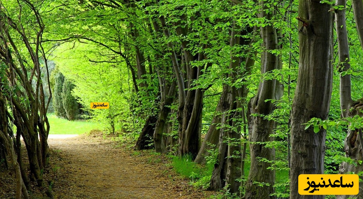 نگاهی به زیبایی های جنگل سیسنگان در نوشهر!
