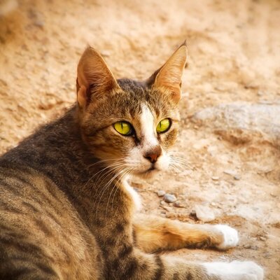 آشنایی با گربه نژاد عربی مائو