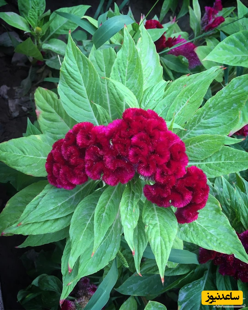 دیدن تاج خروس در خواب چه تعبیری دارد؟ / تعبیر خواب تاج خروس