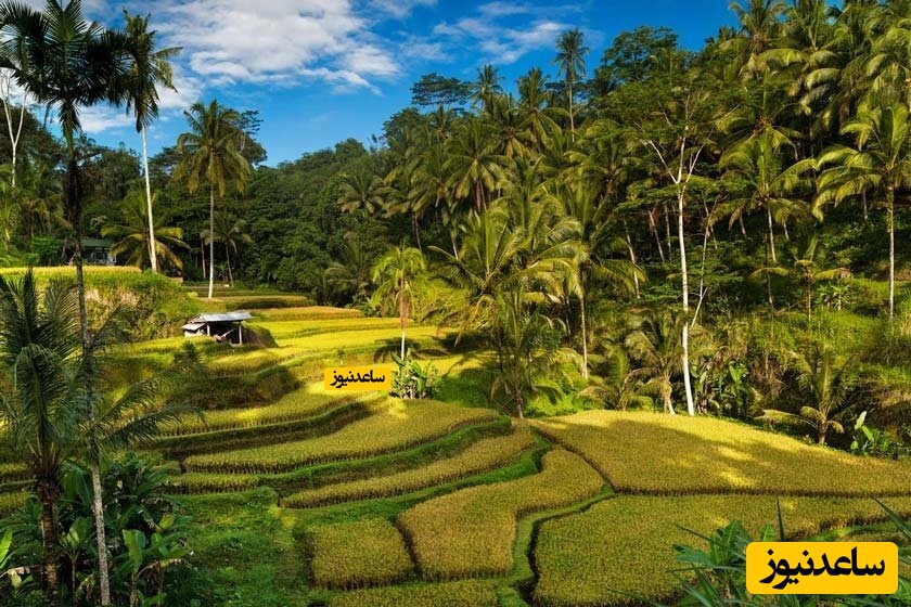 مزارع پلکانی برنج تگالالانگ 
