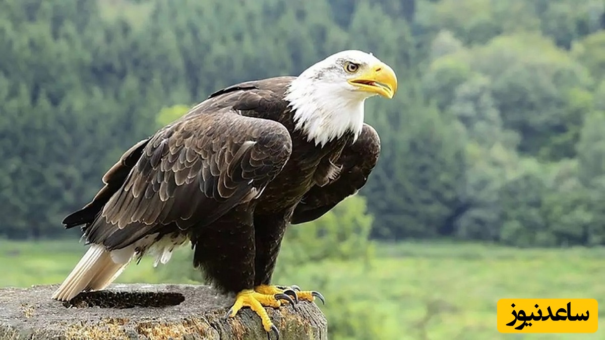 معمای خطای دید؛ اگه چشمای عقاب پیشت لنگ میندازه تو 5 ثانیه بگو که کدوم چکش و آچار فرانسه متفاوته؟!