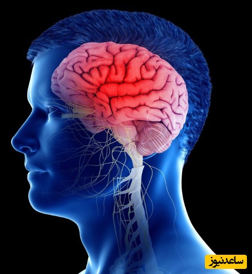 ده راز مهم و شگفت‌انگیز برای مغزی تیز و سالم!/ حتما انجام بده تا هیچ‎وقت ضعف حافظه و تمرکز نداشته باشی!