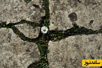 آلبوم عکسی که در میانه جنگ به شما امید می‌دهد