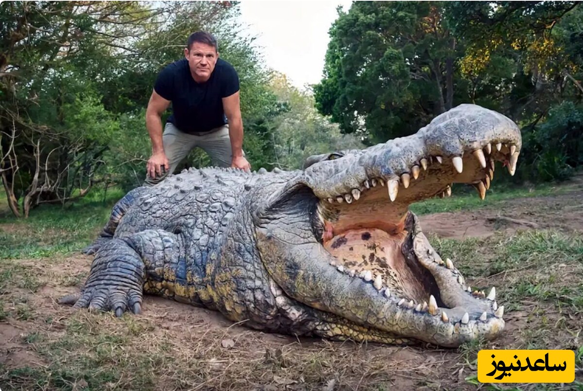 دیدن تمساح (کروکودیل) در خواب چه تعبیری دارد؟ / تعبیر خواب تمساح