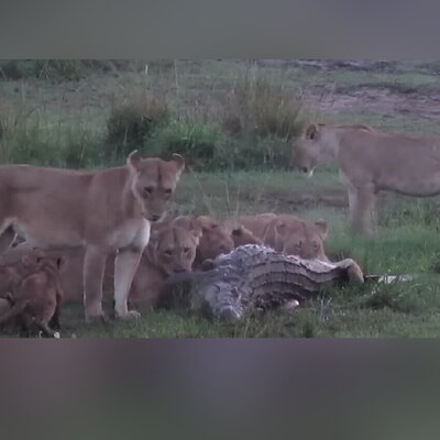 گله شیرها در حال خوردن یک تمساح!
