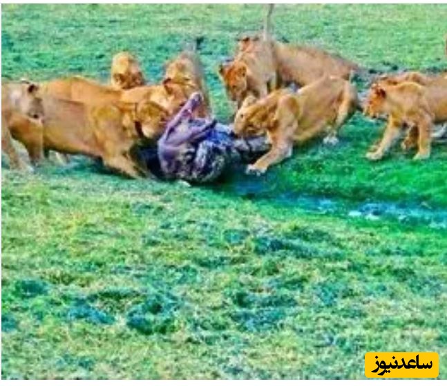 حیات وحش ؛ مستند حیات وحش حیوانات/ وقتی دسته شیرهای گرسنه به تمساح هم رحم نمی کنند!