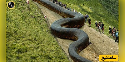 مار غول‌پیکر به فضا فرستاده می‌شود + عکس