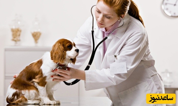 گرایش ها و ضرایب دروس مجموعه دامپزشکی در مقطع کارشناسی ارشد