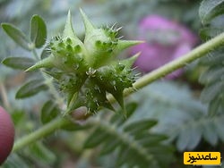 درمان مشکلات و ناتوانی‌های جنسی با خارخسک