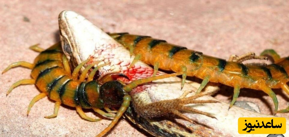 (ویدئو) حیات وحش ؛ مستند حیات وحش حیوانات / نبرد سنگین اسکولوپندرا موش، قورباغه، مارمولک و عقرب