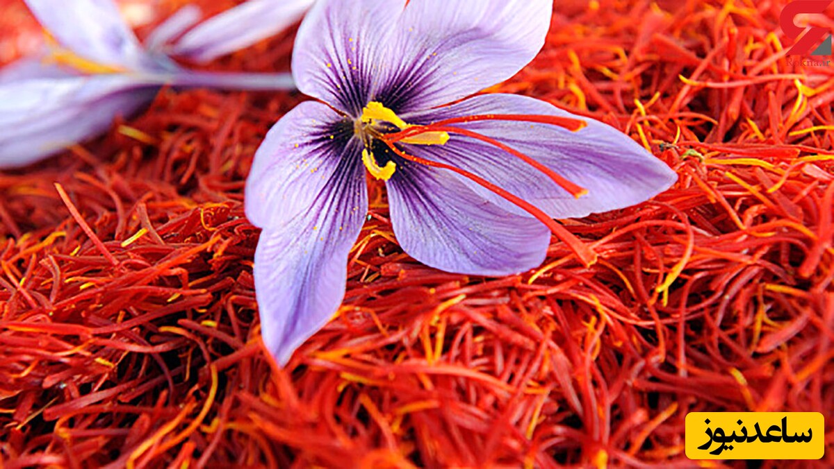 تقویت قوای جنسی با زعفران