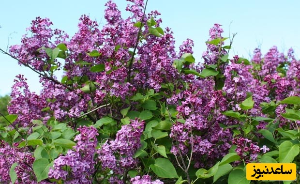 دیدن یاسمین در خواب چه تعبیری دارد؟ / تعبیر خواب یاسمین