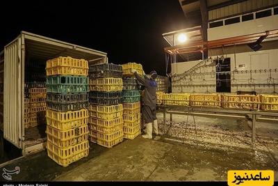 افشاگری عجیب درباره احتکار نجومی مرغ در دوره کمبود مرغ....+ویدیو