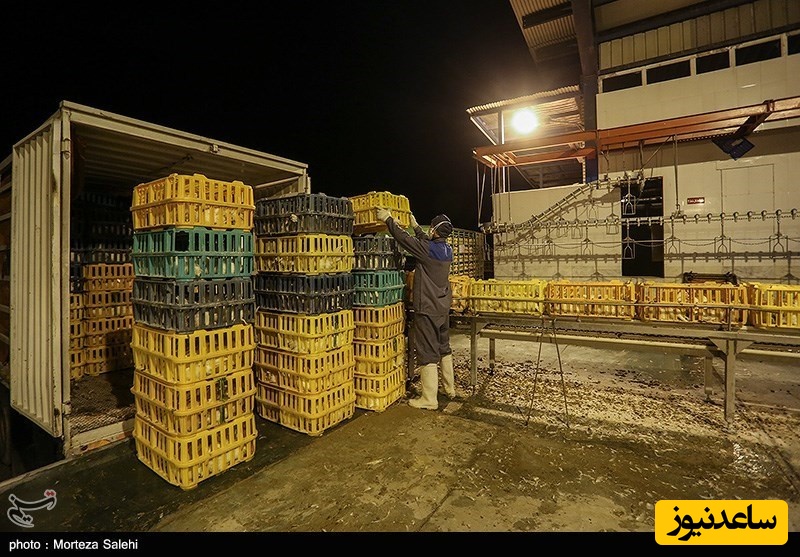 افشاگری عجیب درباره احتکار نجومی مرغ در دوره کمبود مرغ....+ویدیو