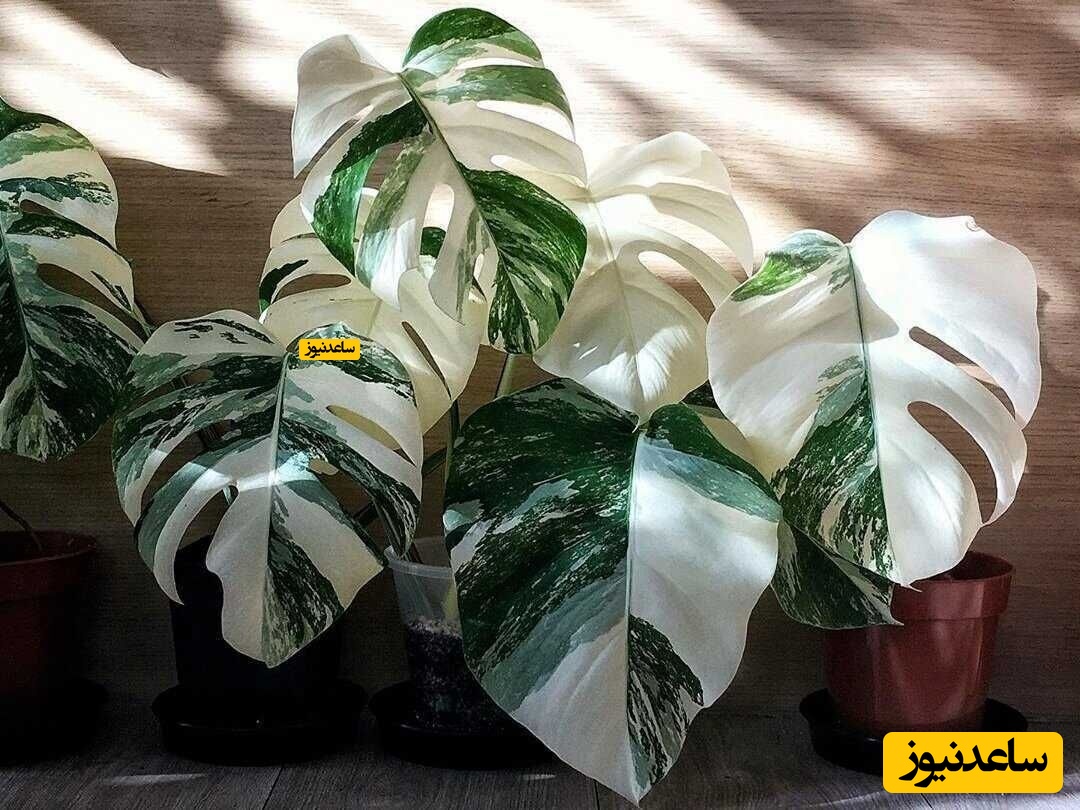 برگ انجیری ابلق