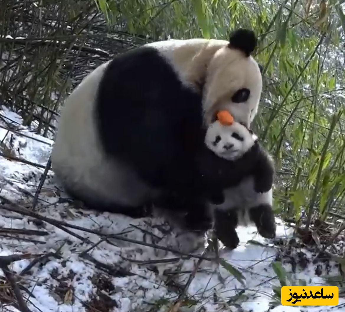 (ویدئو) حیات وحش ؛ مستند حیات وحش حیوانات / لحظه مهر مادری پاندا به توله اش