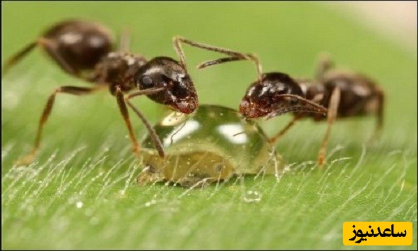 منابع دروس آزمون رشته زیست شناسی جانوری - فیزیولوژی و ضرایب آن در مقطع دکتری