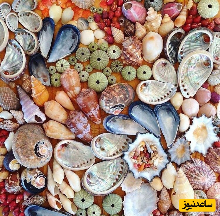 دیدن صدف در خواب چه تعبیری دارد؟ / تعبیر خواب صدف