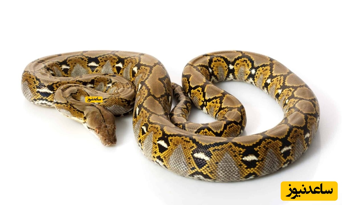 وزنه زدن دو مرد قوی هیکل ایرانی با مار چند صد کیلویی در وسط شهر+عکس