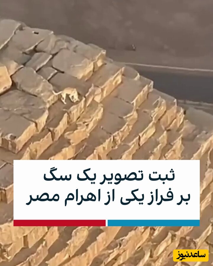 ثبت تصویر یک سگ بر فراز اهرام مصر توجه همه را به خود جلب کرد + ویدئو / آخه اونجا چیکار میکنی؟!