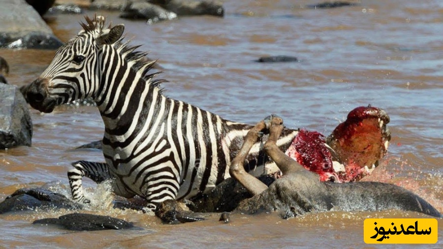 (ویدئو) حیات وحش ؛ مستند حیات وحش حیوانات / نبرد شجاعانه گورخر با کروکودیل