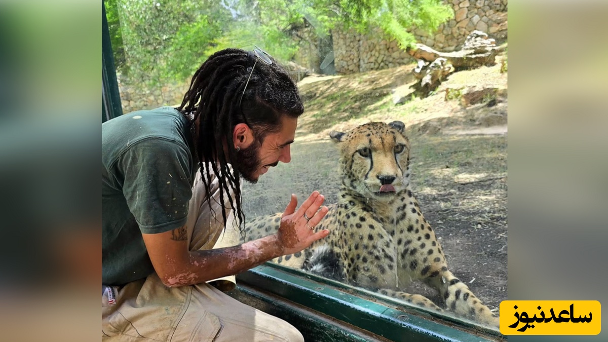 کاربران نگران‌ معده پلنگ ایرانی که یک اسرائیلی را خورده؛ فقط کاش غذای تمیزتری گیرش می‌اومد +ویدیو