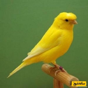 دیدن قناری در خواب چه تعبیری دارد؟ / تعبیر خواب قناری