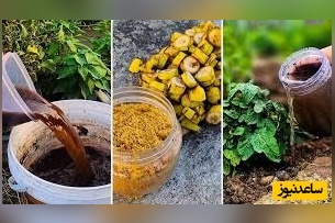 راز پوست موز برای چند برابر کردن رشد گیاهان / پوست موز باغ شما را با رشد منفجر می کند+ ویدئو