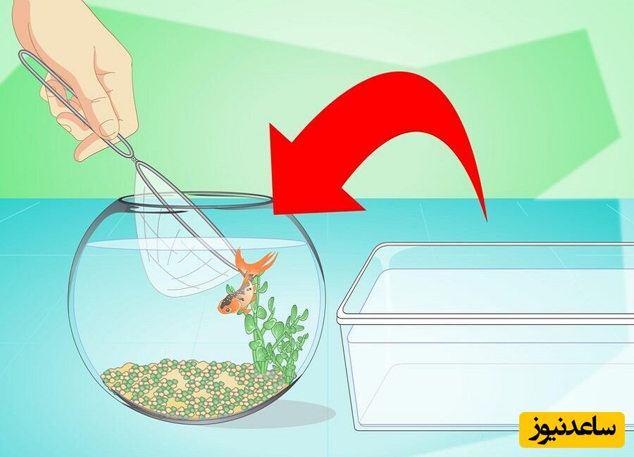 مراحل تمیز کردن تنگ ماهی