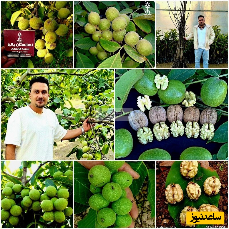 تولید و عرضه بیش از 2 میلیون نهال لیبل دار و تضمینی با تخفیف ویژه در پالیز نهال