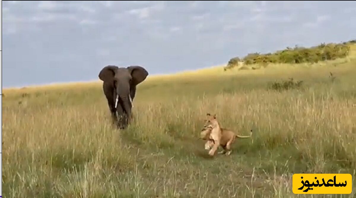 (فیلم) حمله یک فیل به یک شیر و توله هایش / کار دنیا برعکس شده !