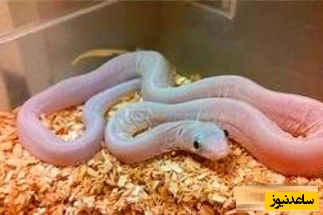 مار برهنه
