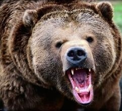 (ویدئو) مستند حیات وحش حیوانات/ راز بقا، این داستان: تلاش خرس برای بالا رفتن از کانکس برای شکار دو مرد