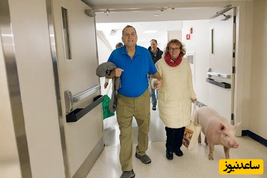 پایان لیست انتظار پیوند! FDA کلیه خوک اصلاح‌شده را برای انسان تأیید کرد/ آیا این آینده پیوند عضو است؟