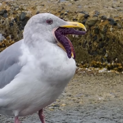 (فیلم) بلعیدن یک هشت پا توسط مرغ دریایی / لقمه گنده تر از دهان به روایت تصویر!