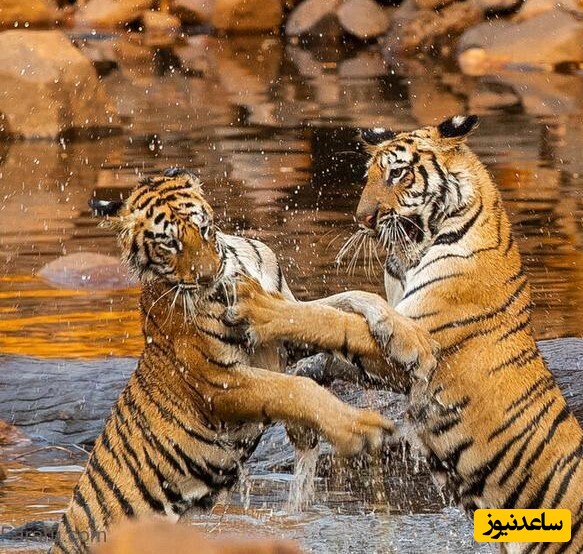 (ویدئو) مستند حیات وحش/وقتی من و داداشم سر اینکه کی جلوتر راه بره دعوامون میشه/ دعوا و کتک‌کاری به سبک ببر‌ها