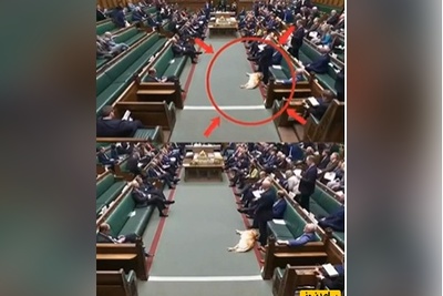 حضور سگ خواب‌آلود در پارلمان بریتانیا خبرساز شد😂 + ویدئو