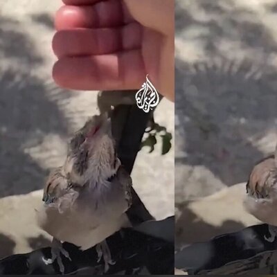 (ویدئو) سیراب کردن یک پرنده با دست در هوای گرم