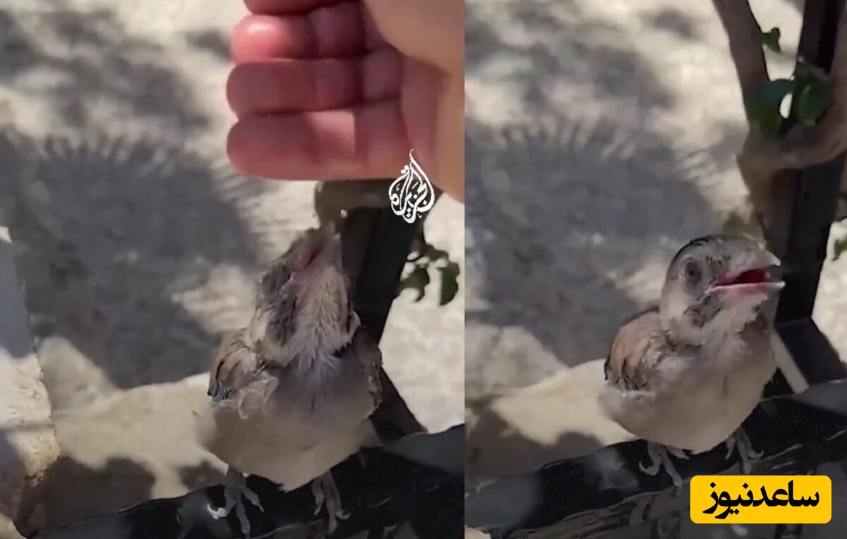 (ویدئو) سیراب کردن یک پرنده با دست در هوای گرم