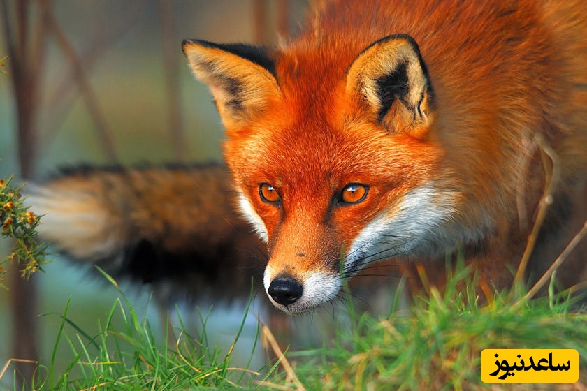 معادل کلمات حیوانات در زبان فرانسه چه می‌شود؟