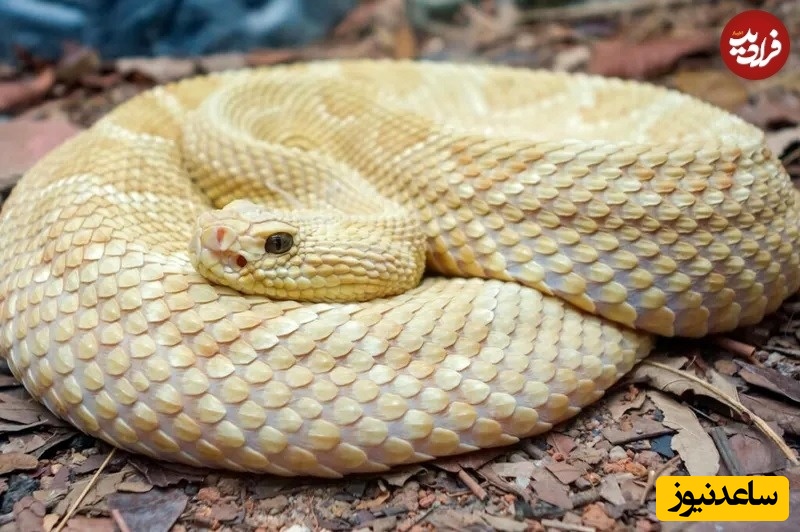 افعی سرنیزه‌ای زرین 