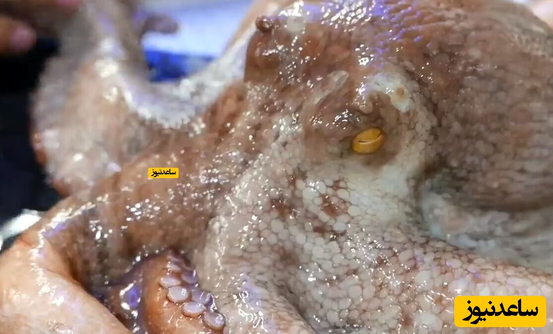 زنده خواری با ولع زن کره ای سوژه رسانه ها شد + فیلم