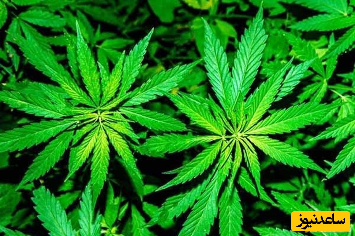 خواص بی نظیر گیاه ماریانا برای سلامت جنسی زنان