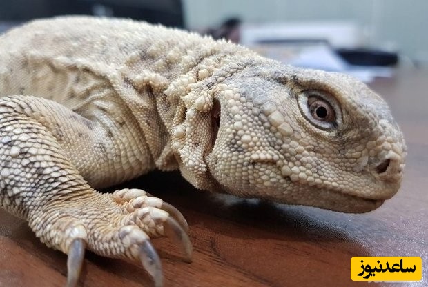 دیدن سوسمار در خواب چه تعبیری دارد؟/ تعبیر خواب سوسمار