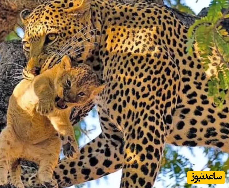 (ویدئو) حیات وحش ؛ مستند حیات وحش حیوانات/  شیر نر یک بچه‌پلنگ را جلوی چشمان مادرش شکار کرد