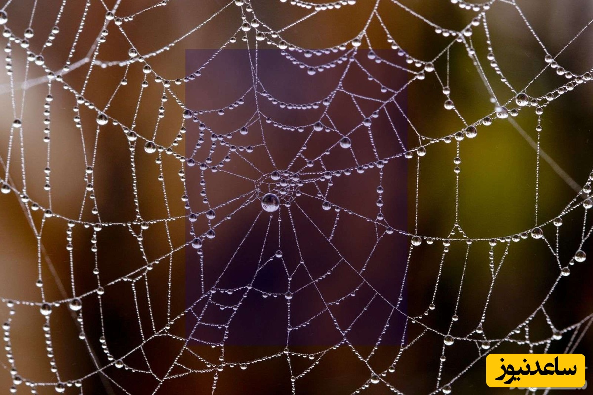دیدن تار عنکبوت در خواب چه تعبیری دارد؟ / تعبیر خواب تار عنکبوت