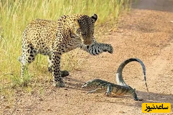 مستند حیات وحش حیوانات؛ نبرد تماشایی پلنگ و بزمجه؛ وقتی طعمه ورق را برمی‌گرداند+ ویدئو